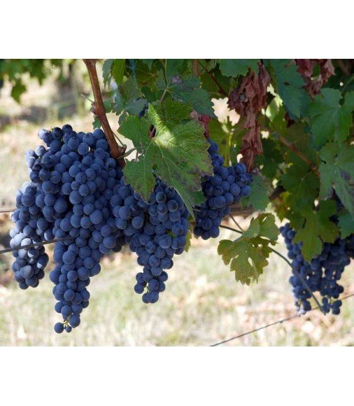 Почему же вино из сорта винограда Изабелла запретили? Ответы