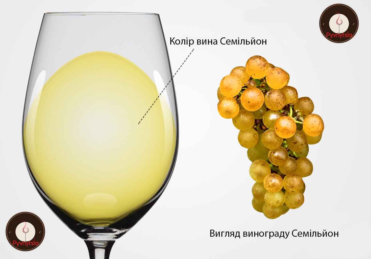 Цвет вина сомильйон и как выглядит виноград Семильйон